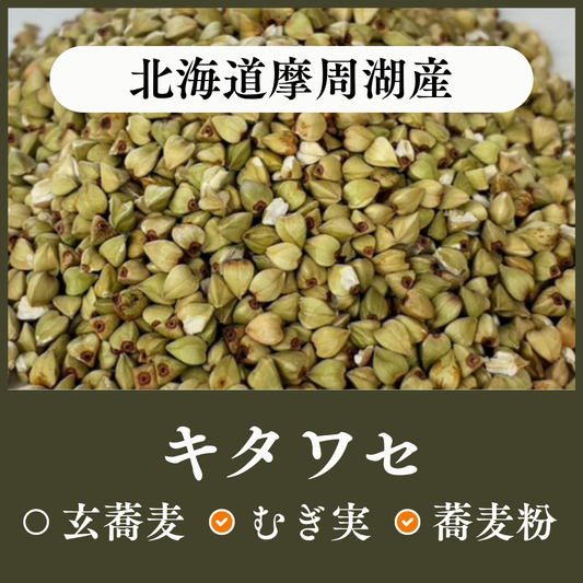北海道摩周湖産　キタワセ