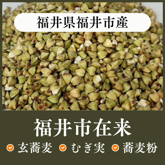 福井県福井市産　在来種