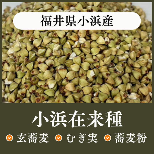 福井県小浜産　在来種