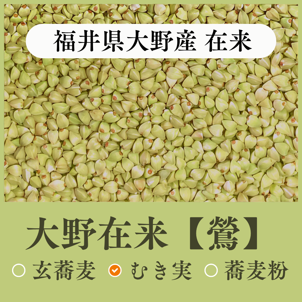 【鶯】福井県大野産　大野在来